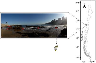 Daily changes on seasonal ecophysiological responses of the intertidal brown macroalga Lessonia spicata: Implications of climate change